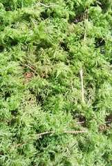 Hylocomium splendens