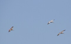 Pelecanus occidentalis