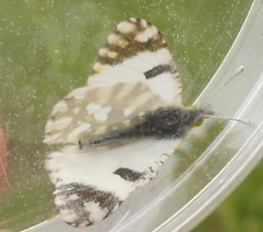 Euchloe ausonia