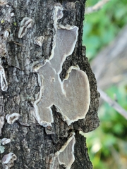 Gloeoporus dichrous