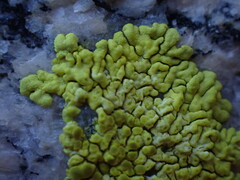 Acarosporaceae