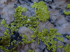Acarosporaceae