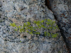 Acarosporaceae