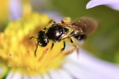 Lasioglossum