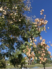 Koelreuteria