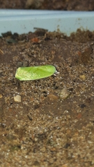 Earias