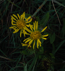 Grindelia integrifolia