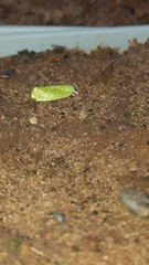 Earias