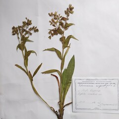 Pulmonaria angustifolia