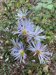 Symphyotrichum prenanthoides