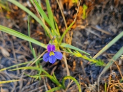 Monopsis decipiens