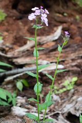 Hesperis matronalis