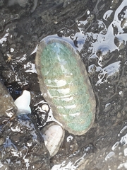 Ischnochiton maorianus