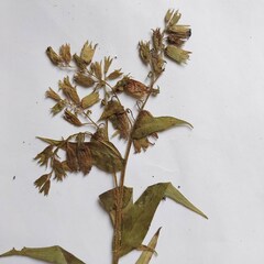 Pulmonaria angustifolia