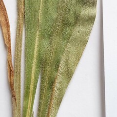 Pulmonaria angustifolia