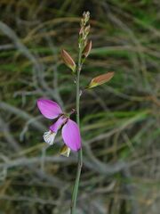 Polygala garcinii