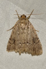 Amphipyra pyramidea