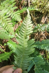 Polypodium vulgare