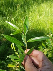 Salix arbusculoides