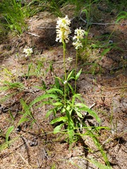 Penstemon confertus