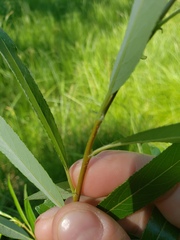 Salix arbusculoides