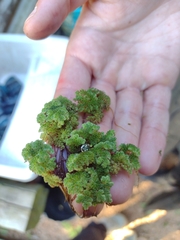 Azolla