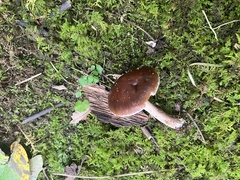 Cyclocybe erebia