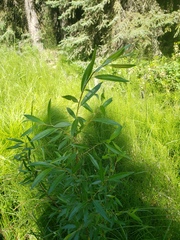 Salix arbusculoides