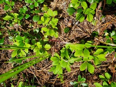 Vaccinium cespitosum
