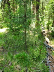 Pinus contorta