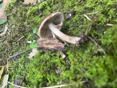 Cyclocybe erebia