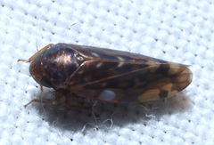 Xestocephalus