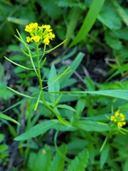 Erysimum cheiranthoides