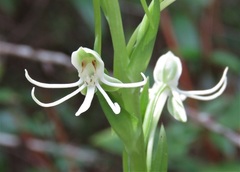 Habenaria quinqueseta
