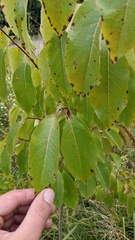 Diospyros