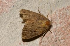Amphipyra pyramidea