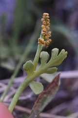 Botrychium minganense