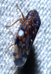 Xestocephalus