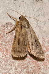 Amphipyra pyramidea