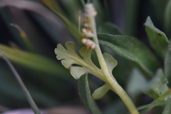 Botrychium minganense