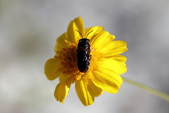 Dianthidium