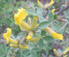 Chamaecytisus