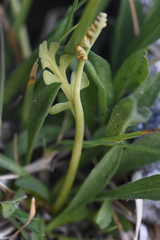 Botrychium minganense