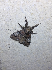 Dasychira meridionalis