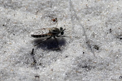 Laphystia texensis