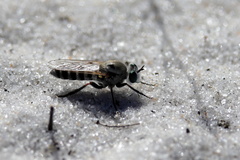 Laphystia texensis