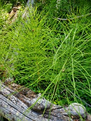 Equisetum