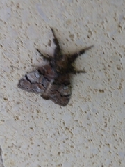 Dasychira meridionalis