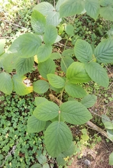 Rubus hirtus