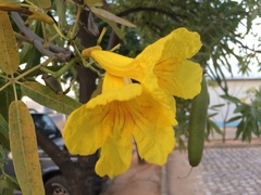 Tabebuia aurea